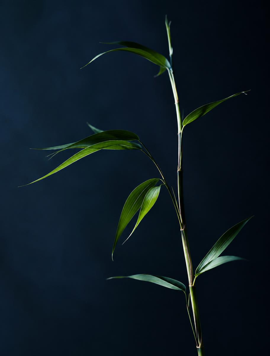 Bamboo stem against a navy background